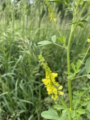 Melilotus officinalis