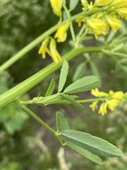 Melilotus officinalis