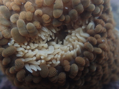 Phlyctenactis tuberculosa