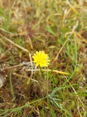 Microseris bigelovii