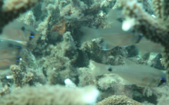 Ostorhinchus notatus