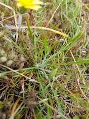 Microseris bigelovii