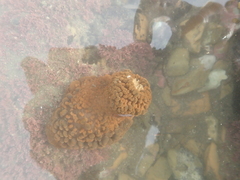 Phlyctenactis tuberculosa