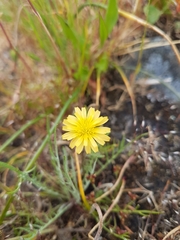 Microseris bigelovii