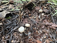 Cudonia grisea