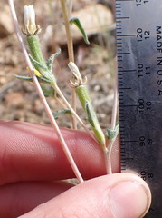 Mentzelia montana