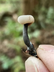Cudonia grisea