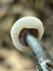 Cudonia grisea