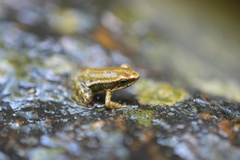 Epipedobates anthonyi