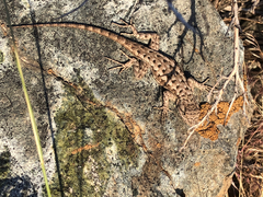 Sceloporus occidentalis