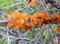 Gymnosporangium clavariiforme
