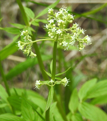 Valeriana occidentalis