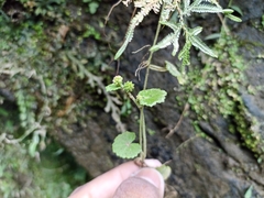 Hydrocotyle nepalensis