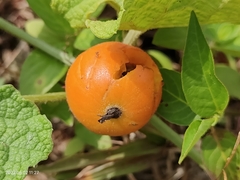 Trichosanthes scabra