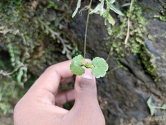 Hydrocotyle nepalensis