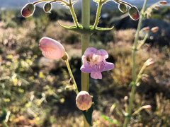 Penstemon palmeri