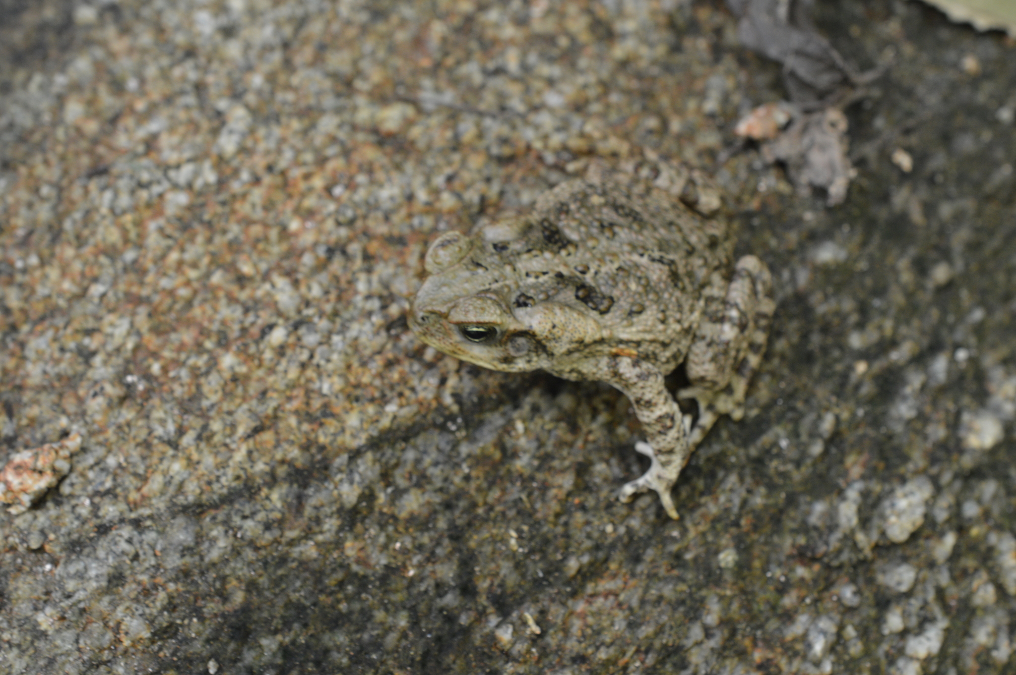 Rhinella image