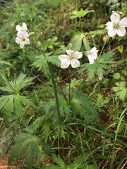 Geranium rivulare