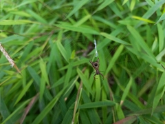 Micrathena sexspinosa