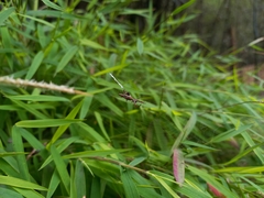 Micrathena sexspinosa