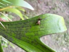 Micrathena sexspinosa