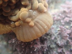Phlyctenactis tuberculosa