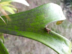 Micrathena sexspinosa