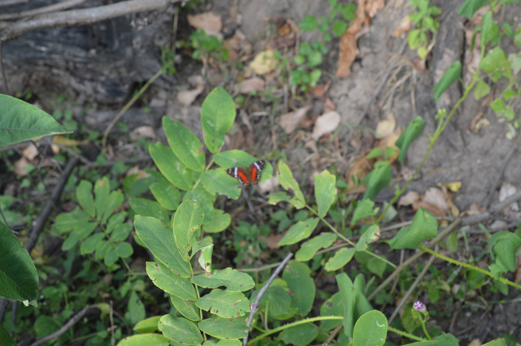 Anartia amathea image