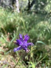 Dichelostemma congestum