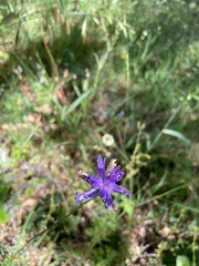 Dichelostemma congestum