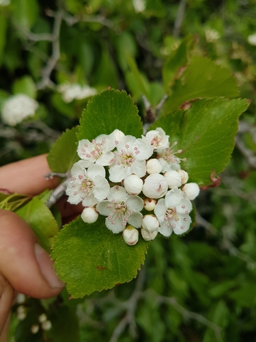 Image of Crataegus gaylussacia by (c) Chris Fluit, some rights reserved (CC BY)