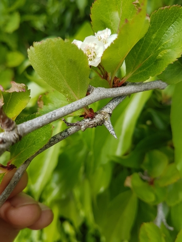 Crataegus gaylussacia, photograph 5