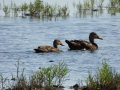 Anas fulvigula maculosa