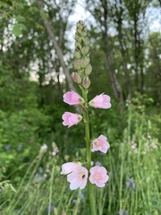 Sidalcea campestris
