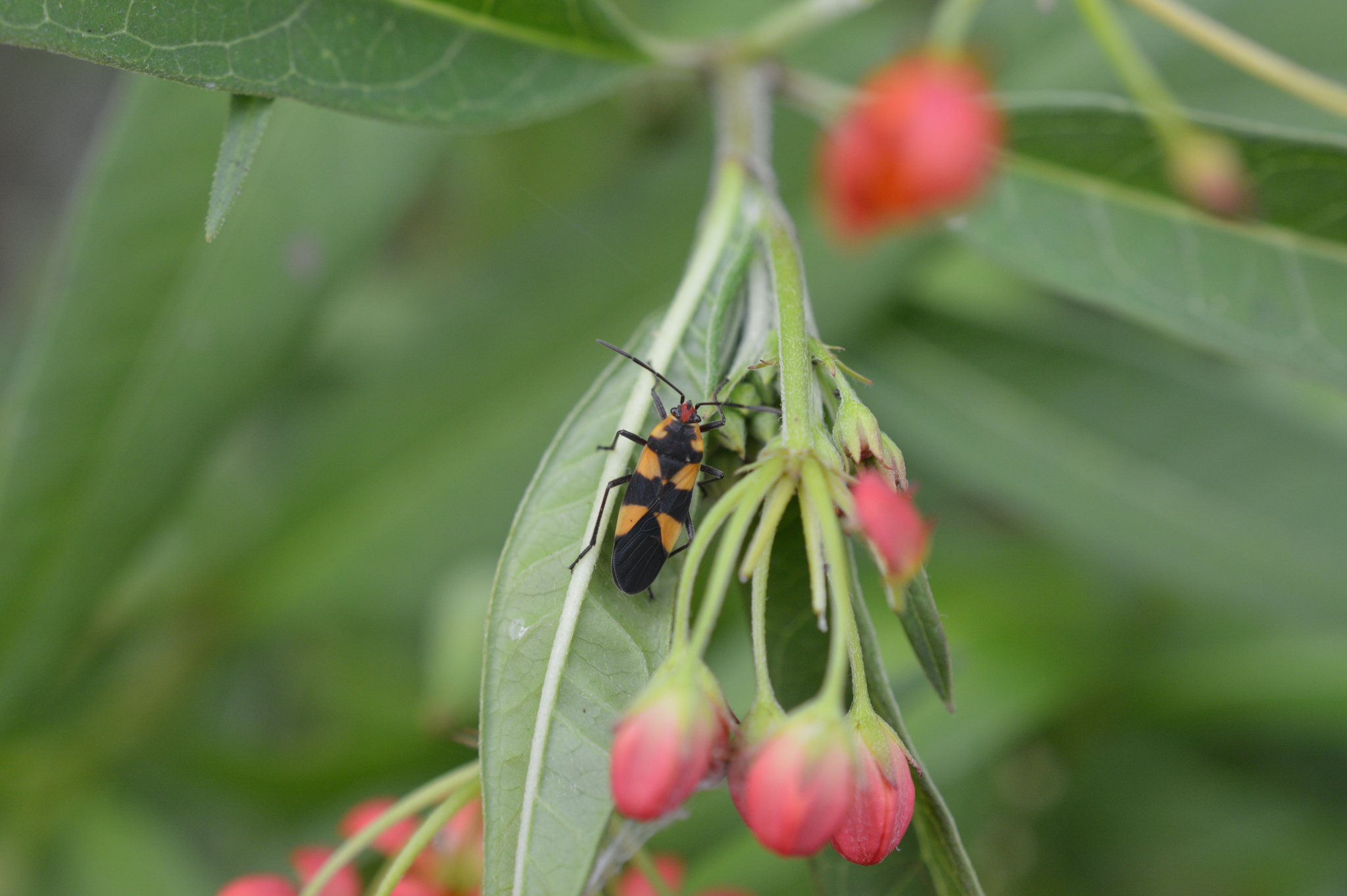 Oncopeltus (Erythrischius) image