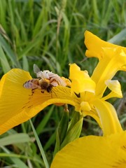 Apis mellifera