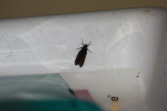 Virbia medarda