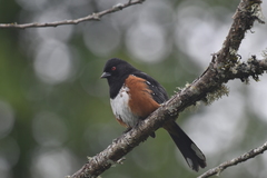 Pipilo maculatus oregonus