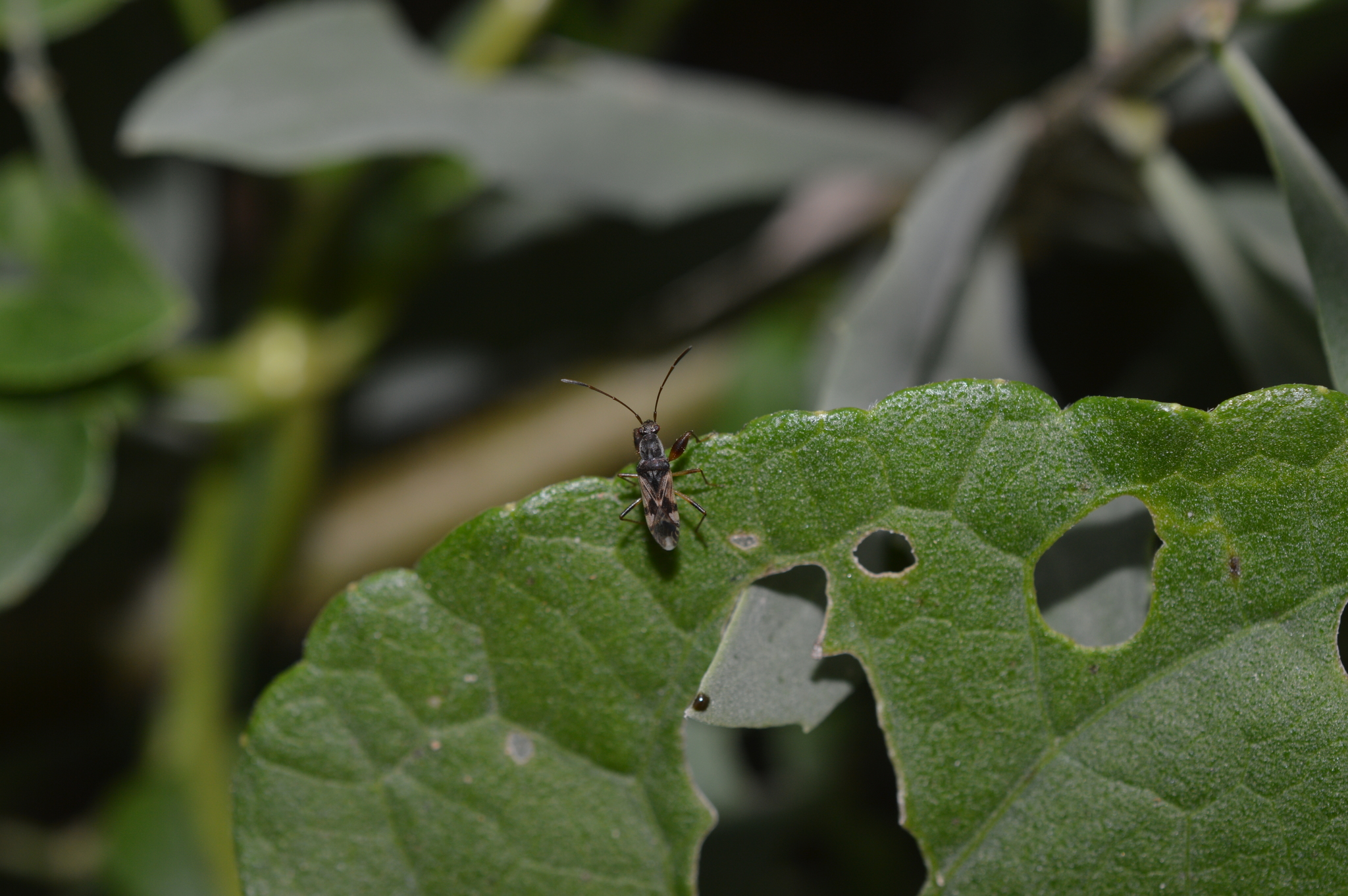 Rhyparochromidae image