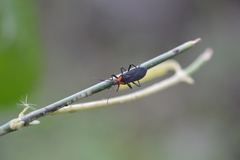 Oncopeltus luctuosus