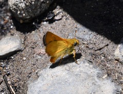 Ochlodes agricola