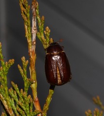 Phyllophaga anxia