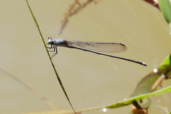 Pseudagrion jedda