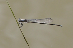 Pseudagrion jedda