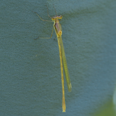 Lestes inaequalis