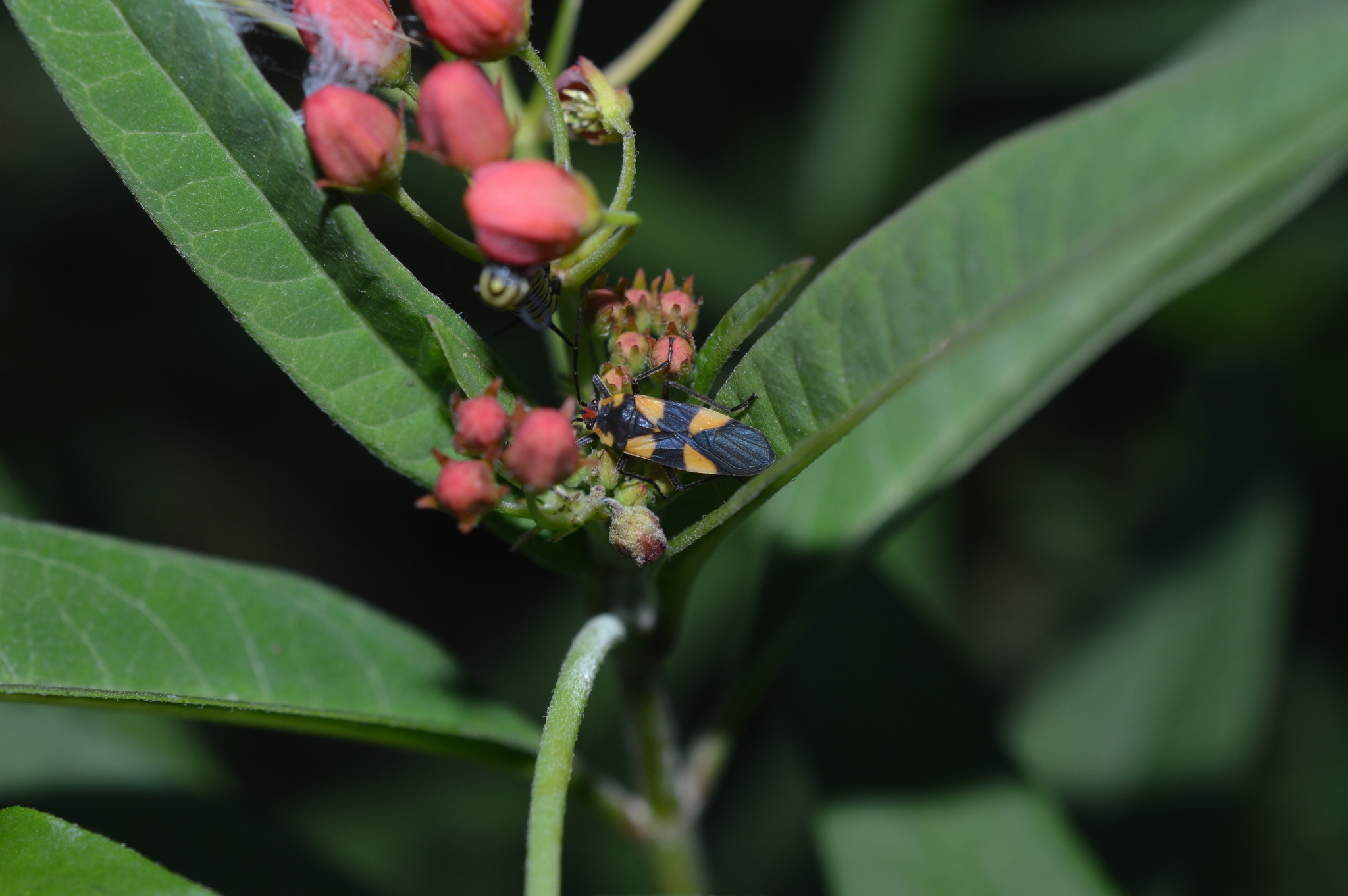 Lygaeidae image