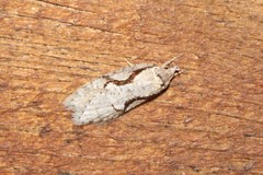 Semioscopis packardella