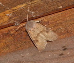 Orthosia revicta