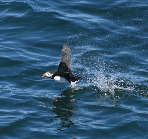 Atlantic Puffin photographed in Maine
