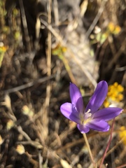 Brodiaea santarosae